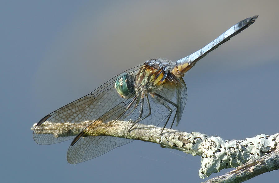 Dragonfly Photograph by Wade Aiken