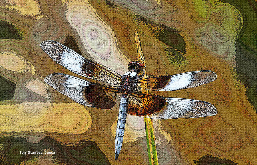 Dragonfly Waiting For A Fly Photograph by Tom Janca