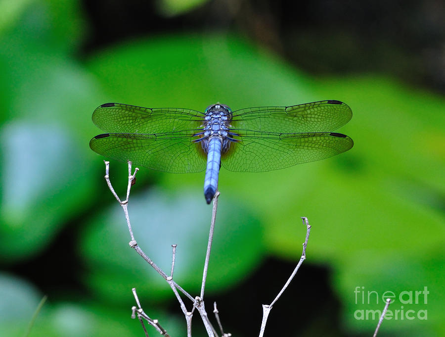 Dragonfly Water Lily - Blue Dragonfly at Rest over Water Lilies Photograph by Wayne Nielsen