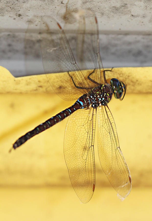 Dragonfly Web Photograph by Melanie Lankford Photography