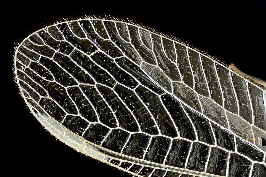 Dragonfly wing, light micrograph Photograph by Science Photo Library