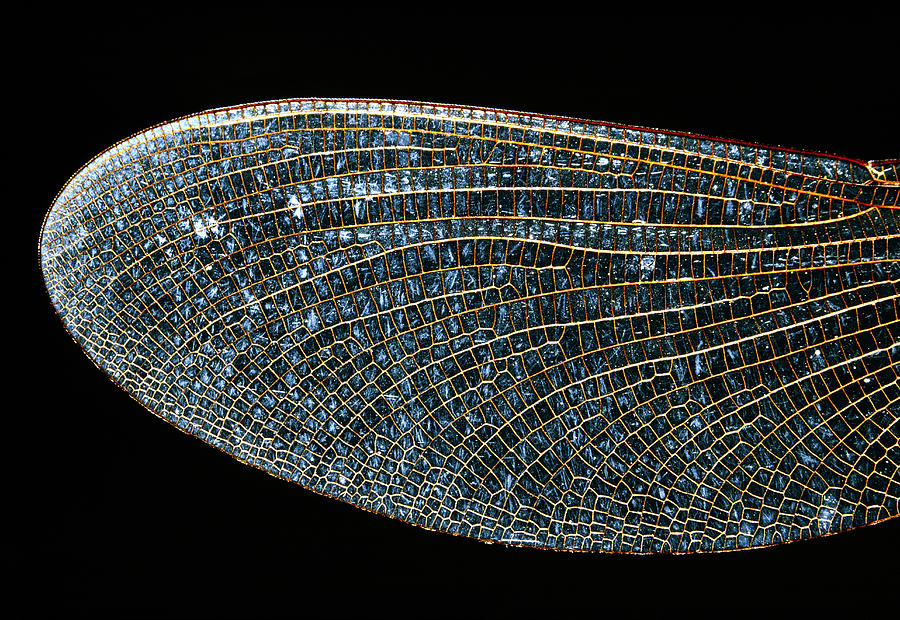 Dragonfly Wing Photograph by Perennou Nuridsany