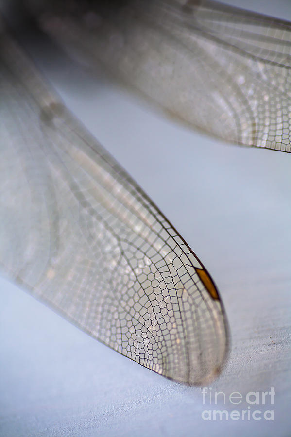 Insects Photograph - Dragonfly Wings 2 by Jan Bickerton
