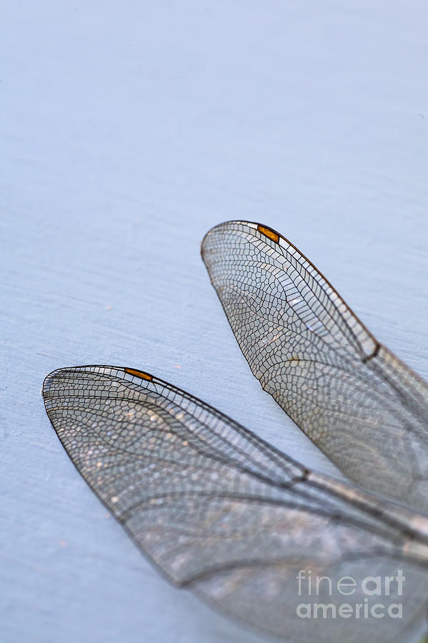 Insects Photograph - Dragonfly Wings 3 by Jan Bickerton