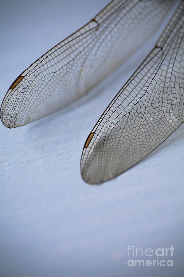 Insects Photograph - Dragonfly Wings by Jan Bickerton