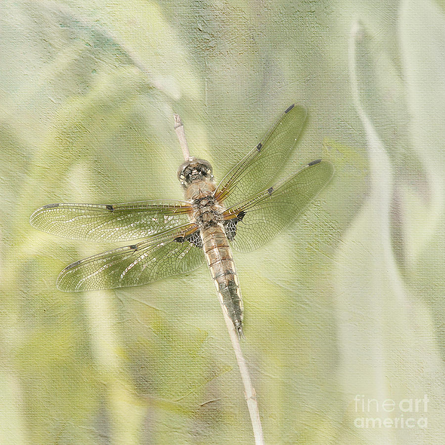 Dragonfly with Texture Photograph by Clare VanderVeen
