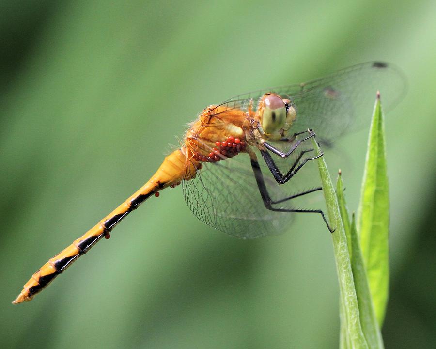 Dragonfly with Water Mites Photograph by Doris Potter