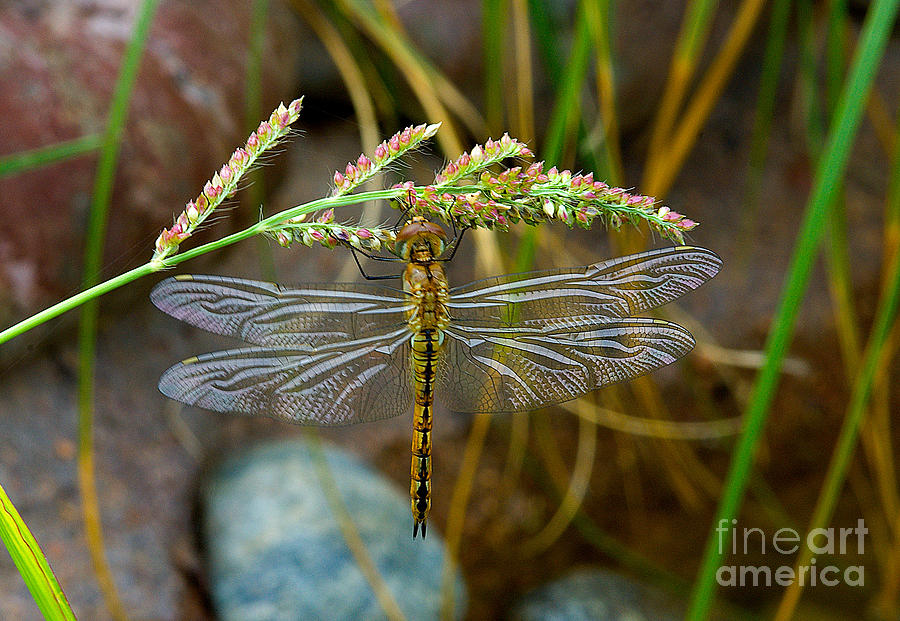 Digital Images Photograph - Dragonfly X-ray by Mae Wertz