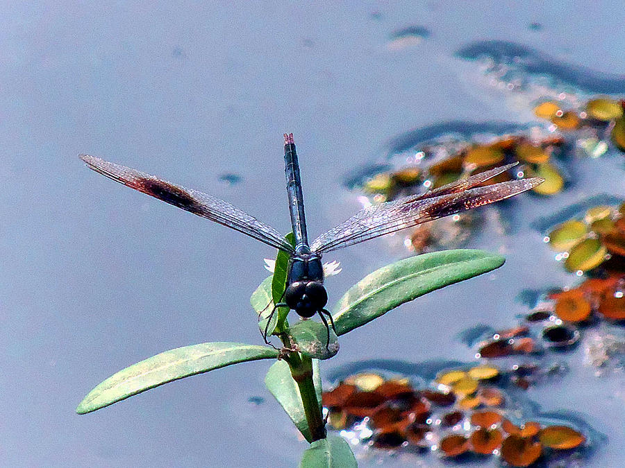 Dragonfly001 Photograph by Christopher Mercer