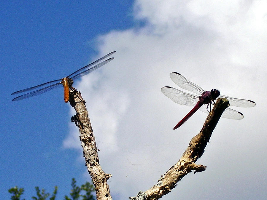 Dragonflys in my backyard Photograph by Christopher Mercer
