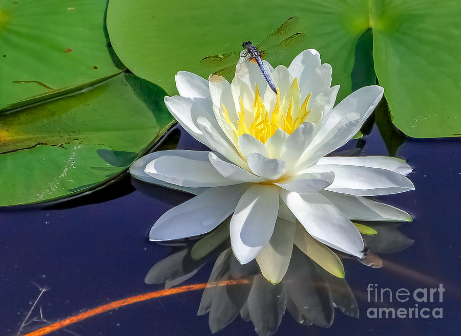 Lily Photograph - Dragonlily by Rebecca Brooks