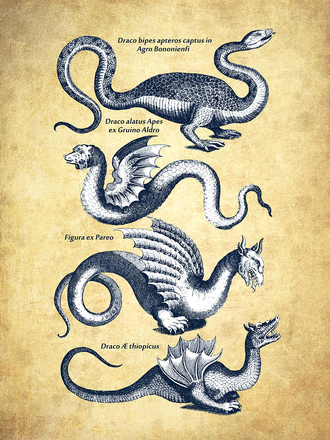 Dragons - Historiae Naturalis  - 1657 - Vintage Drawing