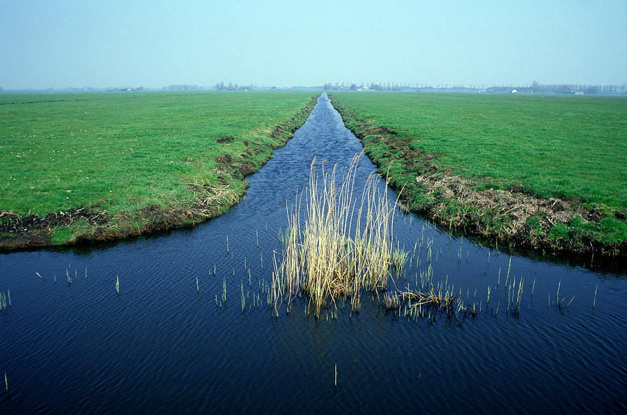 Plant Photograph - Drainage Channel by Ton Kinsbergen/science Photo Library