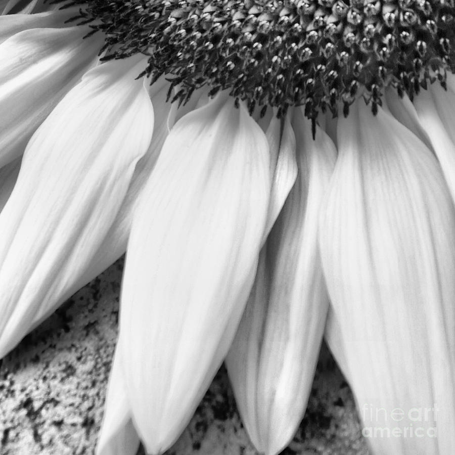 Sunflower Photograph - Drained and Still Beautiful by Charlie Cliques