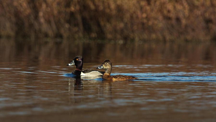 Drake And Hen Ring-necked Ducks Photograph by Linda Arndt