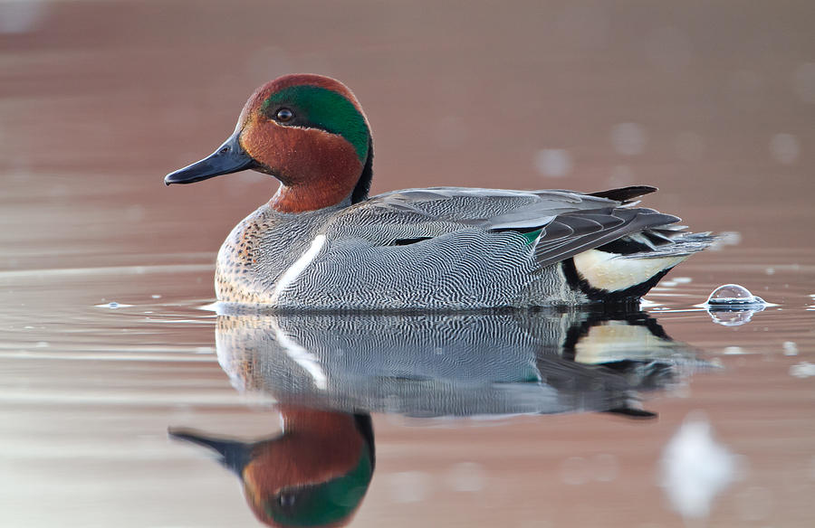 Drake Green Wing Teal in Marsh Photograph by Colin Clement