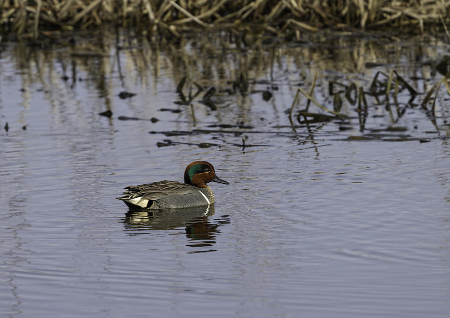 Duck Photograph - Drake Green-winged Teal 2 by Thomas Young
