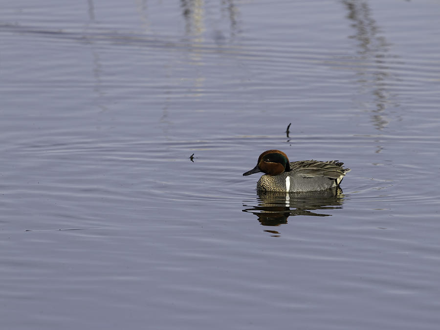 Drake Green-winged Teal 1 Photograph by Thomas Young