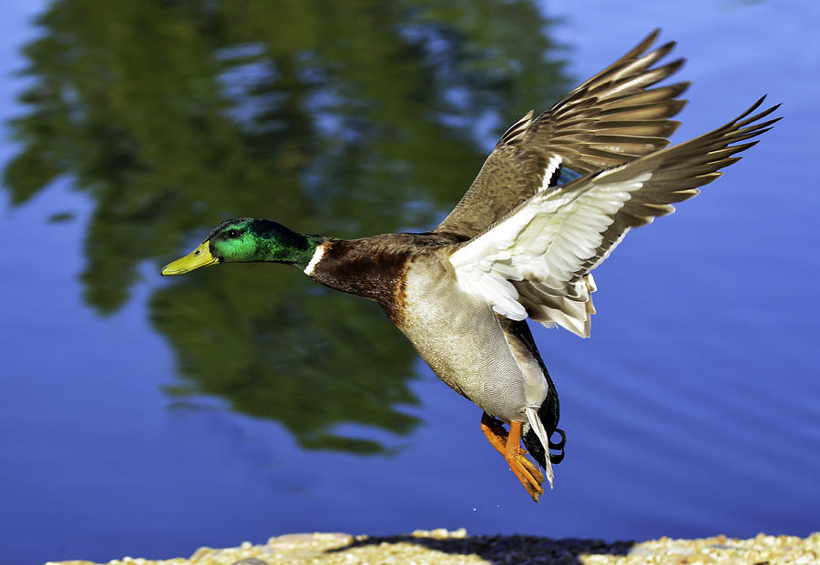 Duck Photograph - Drake Landing by George Davidson