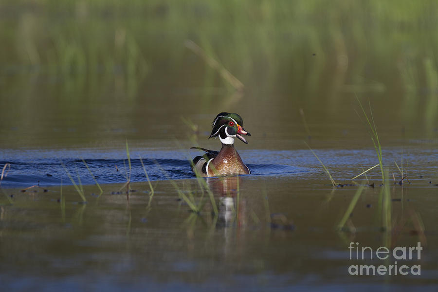 Drake Wood Duck In Spring Photograph by Linda Freshwaters Arndt