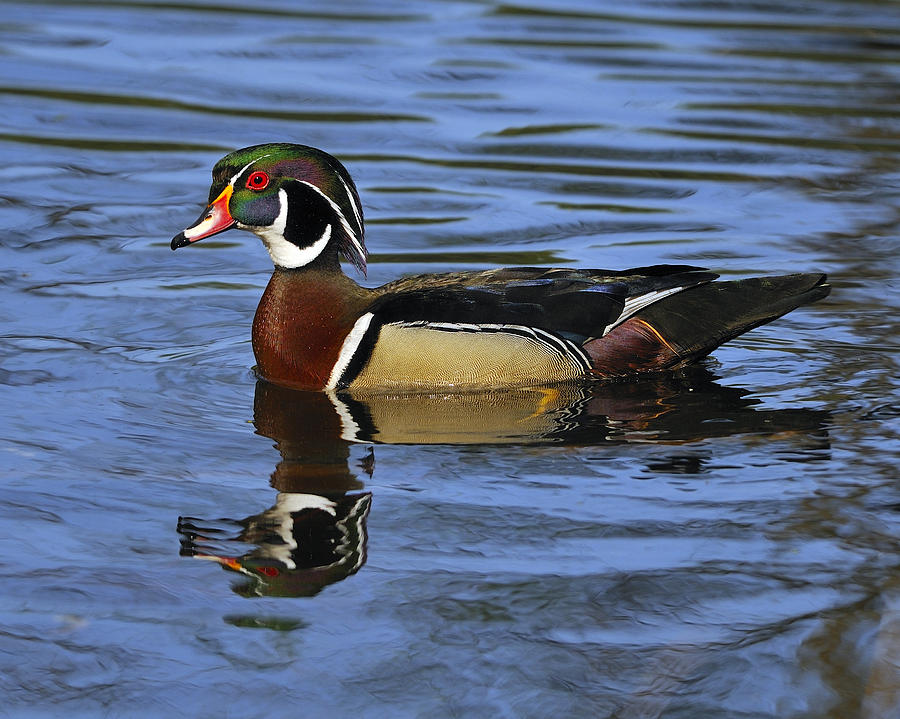 Duck Photograph - Drake Wood Duck by Tony Beck