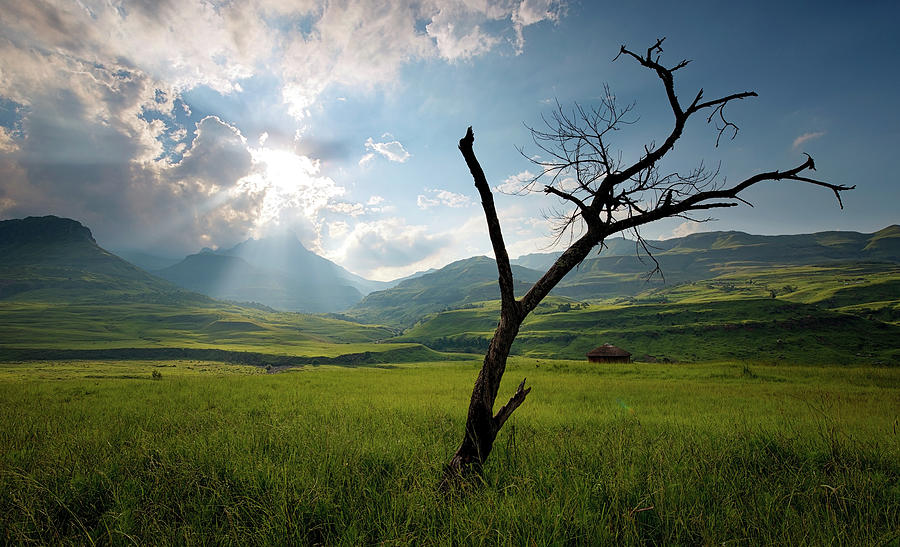 Drakensberg Tree Photograph by Paul Bruins Photography