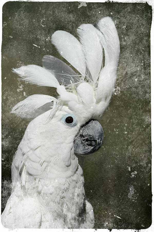 Cockatoo Photograph - Drama Momma by Erin Tucker
