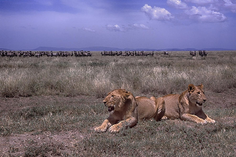 Drama on the Serengeti Photograph by Gary Hall