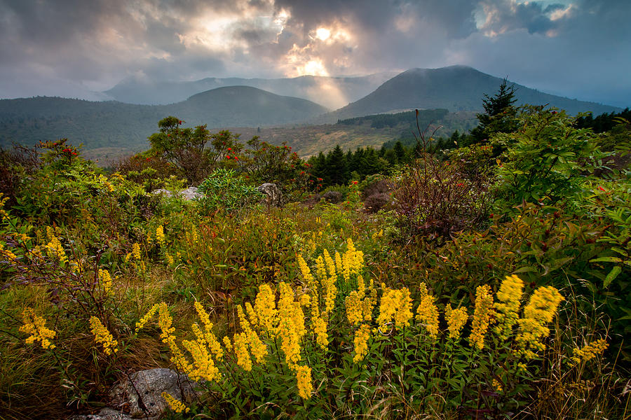 Flower Photograph - Drama On the Trail by Rob Travis