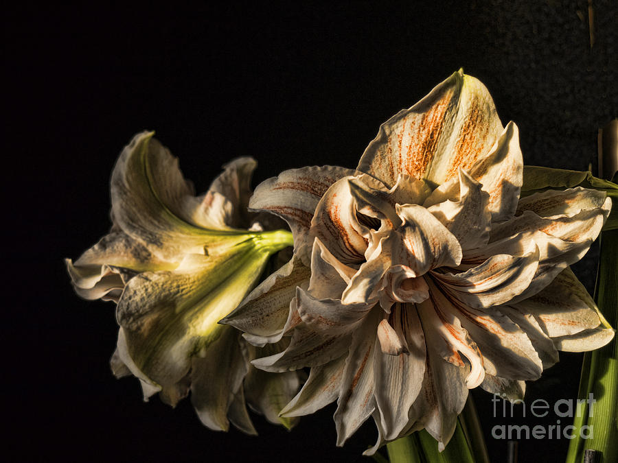 Dramatic Amaryllis Photograph by Brenda Kean
