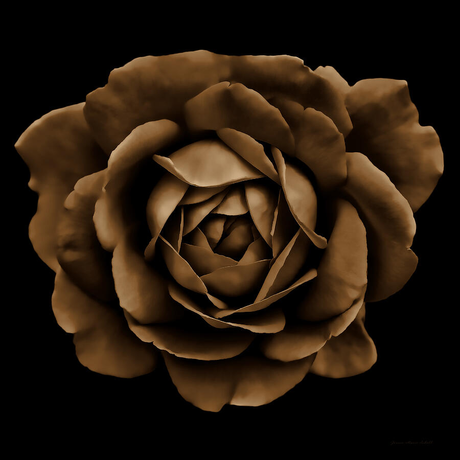Dramatic Brown Rose Portrait Photograph by Jennie Marie Schell