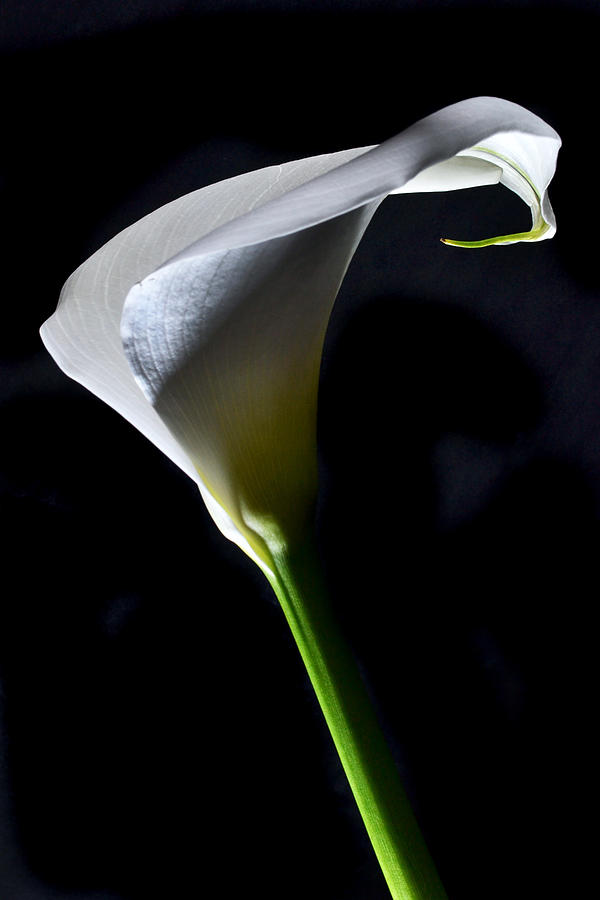 Lily Photograph - Dramatic Calla. by Terence Davis