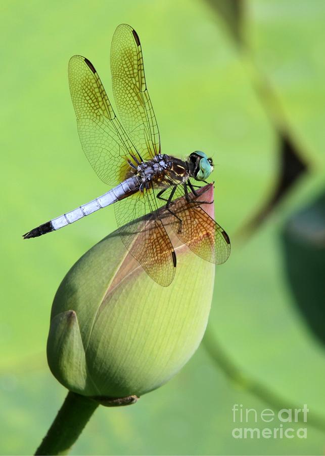 Dragon Photograph - Dramatic Dragonfly by Sabrina L Ryan