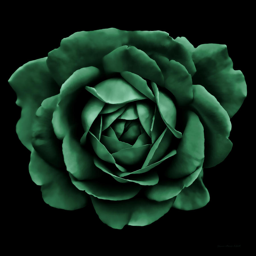 Dramatic Forest Green Rose Portrait Photograph by Jennie Marie Schell