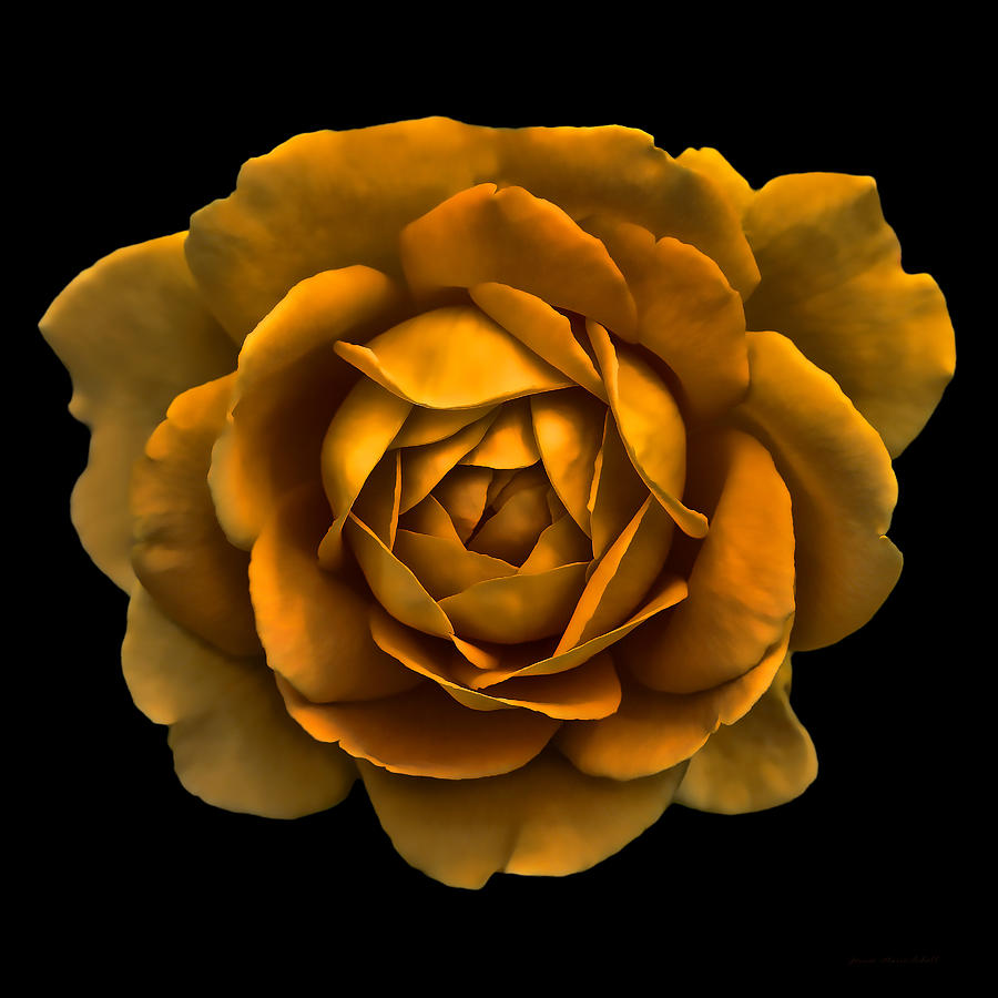 Dramatic Golden Rose Portrait Photograph by Jennie Marie Schell