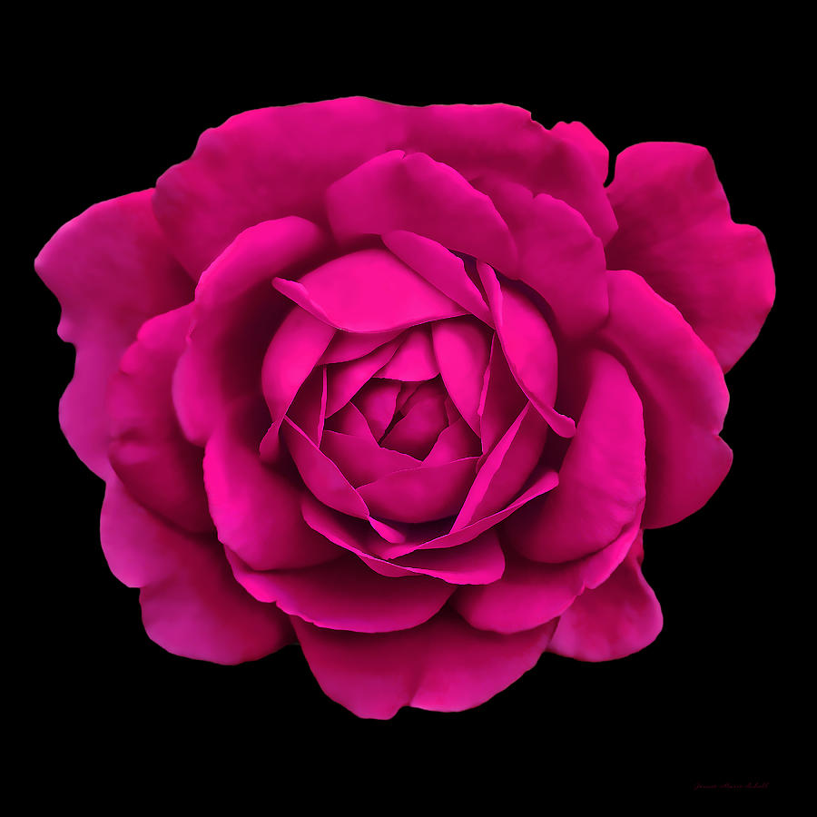 Dramatic Hot Pink Rose Portrait Photograph by Jennie Marie Schell