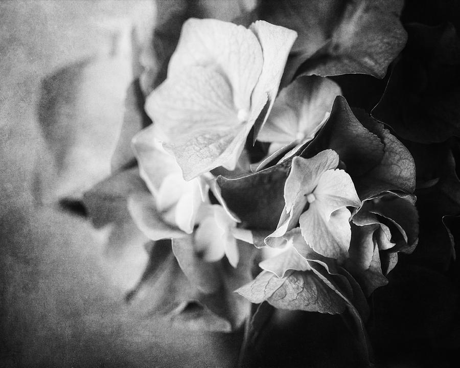 Black And White Photograph - Dramatic Hydrangea in Black and White by Lisa R