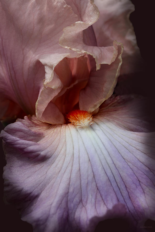 Flowers Still Life Photograph - Dramatic Iris Flower Portrait by Jennie Marie Schell