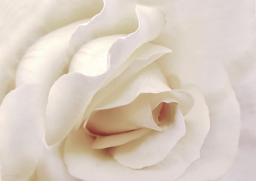 Nature Photograph - Dramatic Ivory Rose Flower by Jennie Marie Schell
