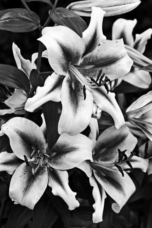 Dramatic Lilies Photograph by Dawn Currie