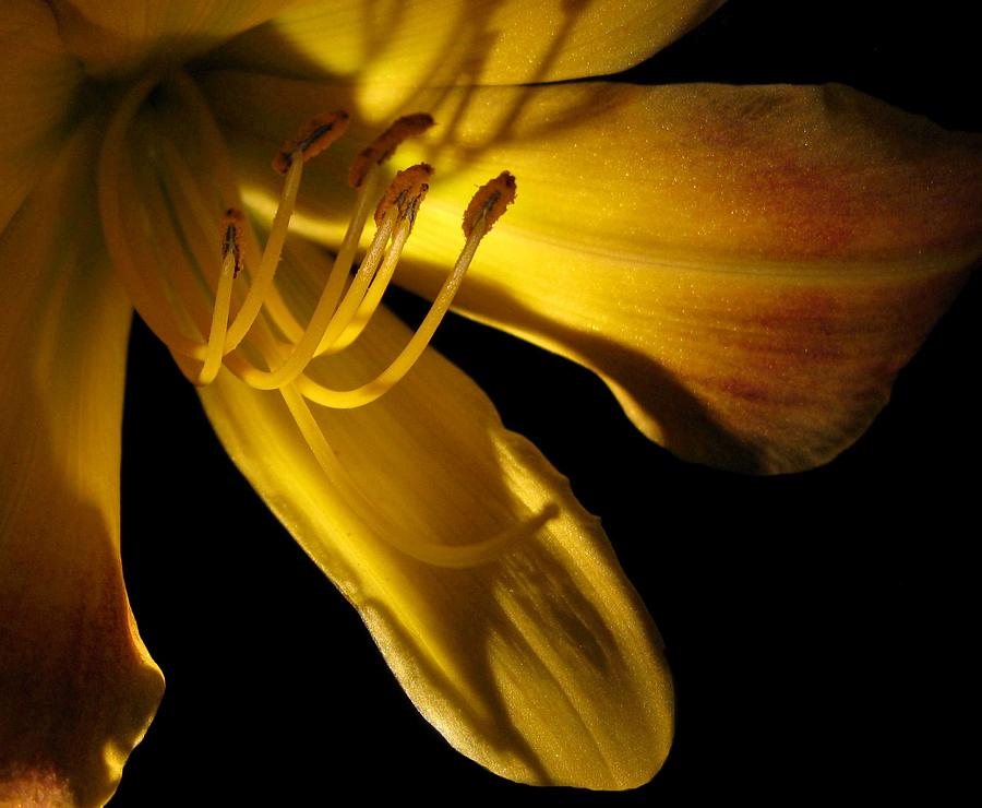 Dramatic Lily Photograph by Carolyn Jacob