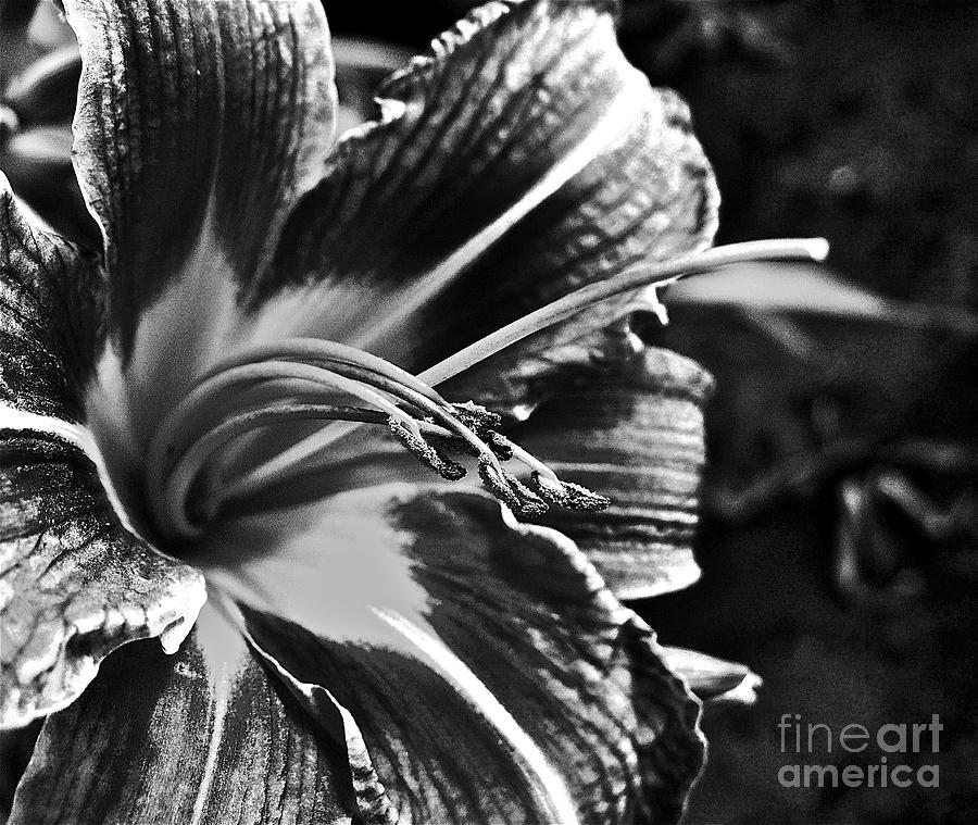 Black and White Lily Photograph by Linda Bianic