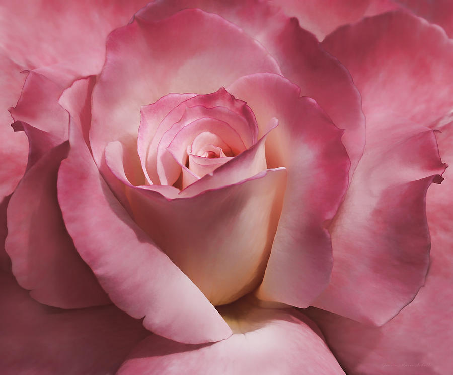 Summer Photograph - Dramatic Mauve Cream Rose Flower by Jennie Marie Schell
