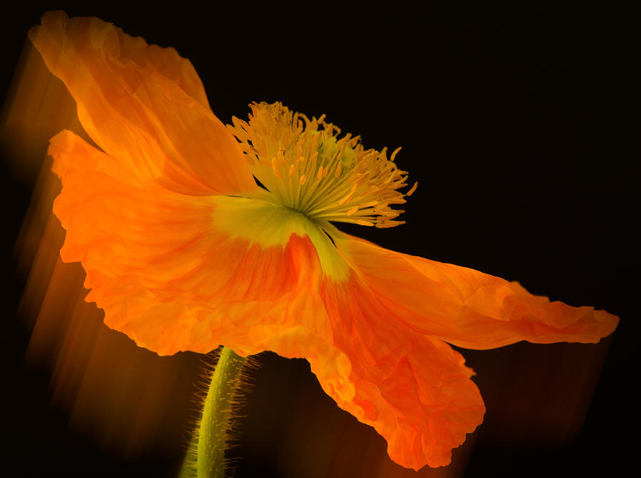 Dramatic Orange Poppy Photograph by Don Schwartz