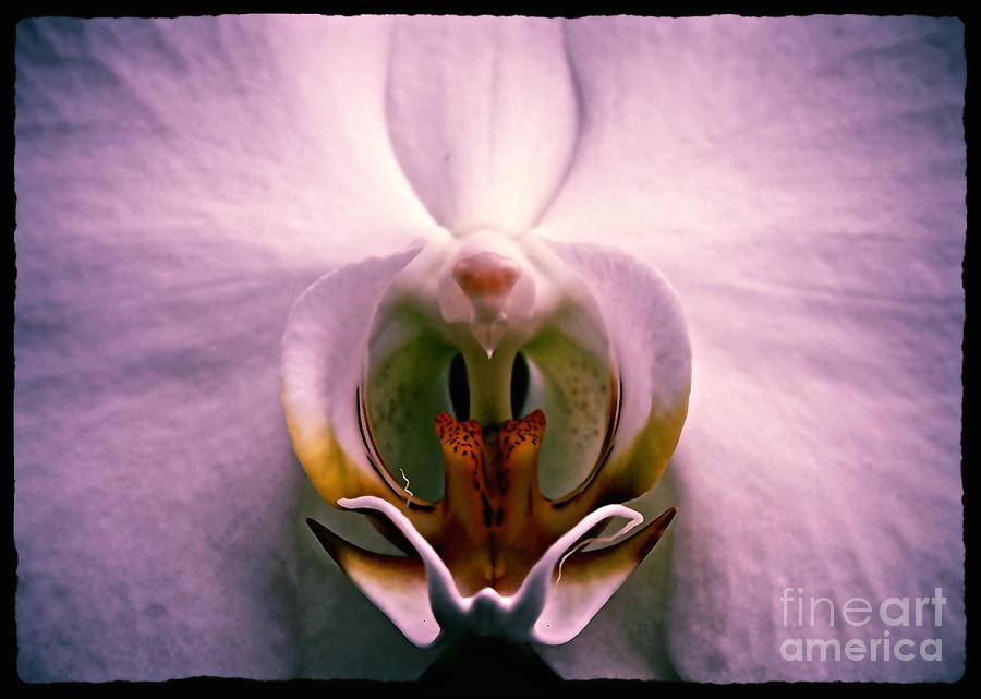 Dramatic Orchid Macro Photograph by Carol Groenen