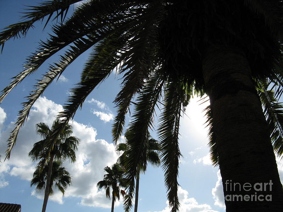 Dramatic Palm Photograph by Jeanne Forsythe