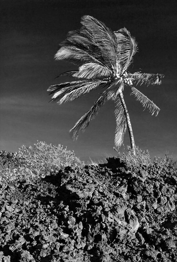 Dramatic Palm Photograph by Mary Haber