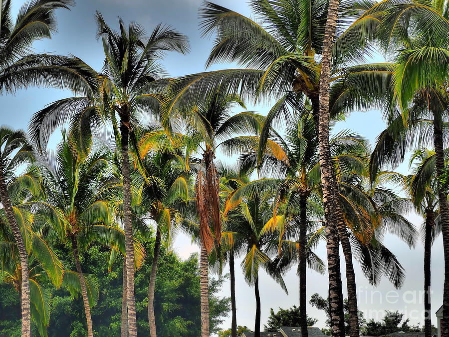 Tree Photograph - Dramatic Palms by Patrick Roberto