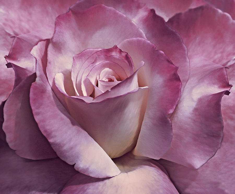 Dramatic Plum Rose Flower Photograph by Jennie Marie Schell