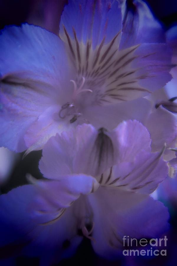 Dramatic Purple Flowers Photograph by Tara  Shalton
